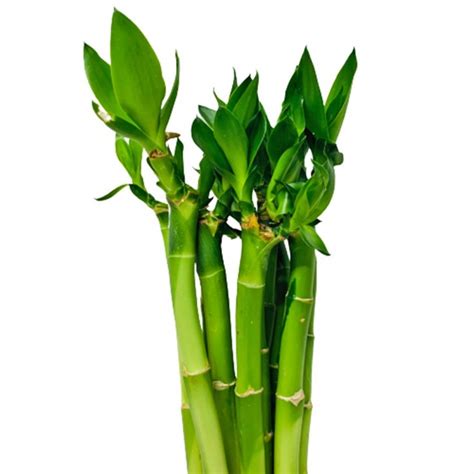 開運竹土栽|袁晓辉 Rita : Lucky Bamboo 富貴竹/幸運竹